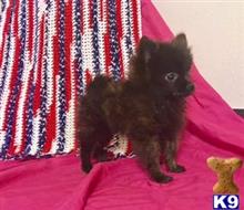 pomeranian puppy posted by NEW PUPPIES